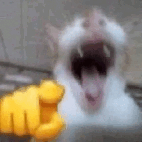 Funny Cat