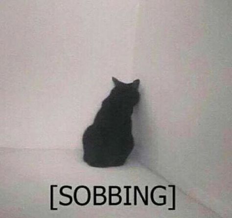 Sobbing cat