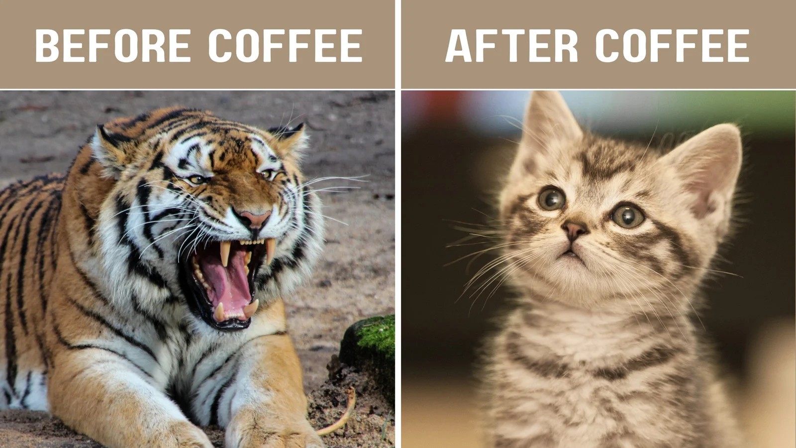 Coffee Cat