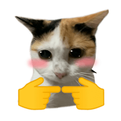 Standing Cat Meme